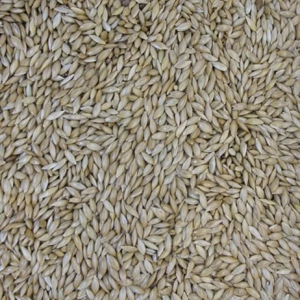 Aves canoras e ornamentais