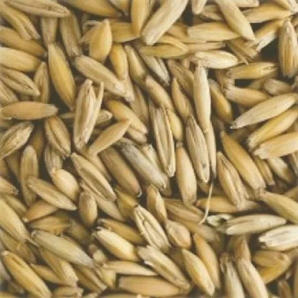  Aves Canoras e Ornamentais